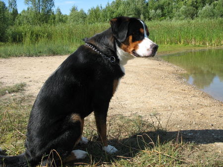 Grosser Schweizer Sennenhund kommt da wer?