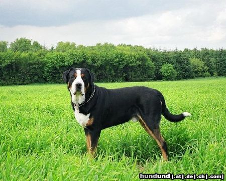 Grosser Schweizer Sennenhund Anton (Samson) 3½ jahre alt