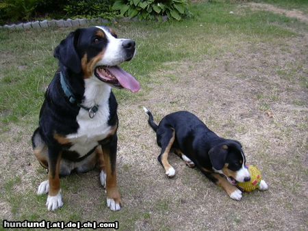 Grosser Schweizer Sennenhund Wilma mit Klein-Drago(Entleb.)