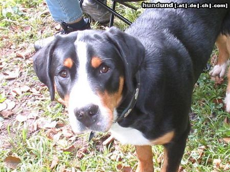 Grosser Schweizer Sennenhund schau mir in die Augen Kleines..... 