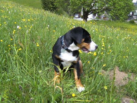 Grosser Schweizer Sennenhund