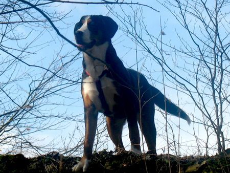 Grosser Schweizer Sennenhund Von hier oben hatte ich eine mords Ausschau heute!!!