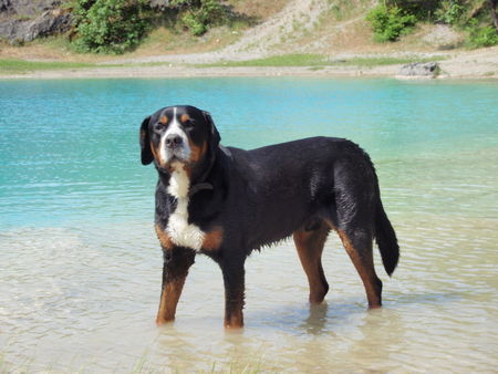 Grosser Schweizer Sennenhund sonnige Badegrüße sendet Bob v. Sonnenborn...