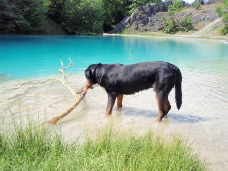 Grosser Schweizer Sennenhund Bob v. Sonnenborn...was haben wir denn da?