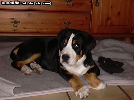 Grosser Schweizer Sennenhund Gestatten, Bommel