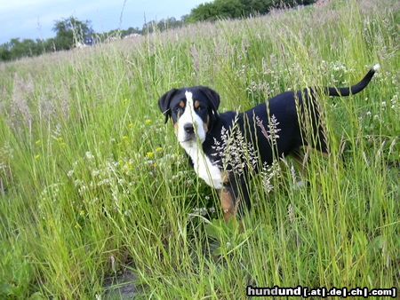 Grosser Schweizer Sennenhund Bommel (13 Wo.)