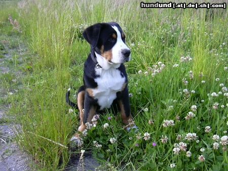 Grosser Schweizer Sennenhund Bommel (13 Wo.)