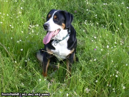 Grosser Schweizer Sennenhund Wilma