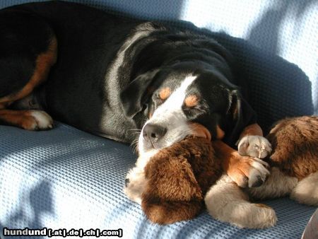 Grosser Schweizer Sennenhund Buddy beim Mittagsschlaf