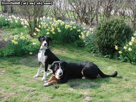 Grosser Schweizer Sennenhund Buddy hat eine Freundin bekommen