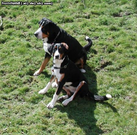 Grosser Schweizer Sennenhund Buddy und Rika