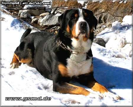 Grosser Schweizer Sennenhund Cherry im Schnee