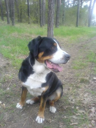 Grosser Schweizer Sennenhund Junior(Cliff 