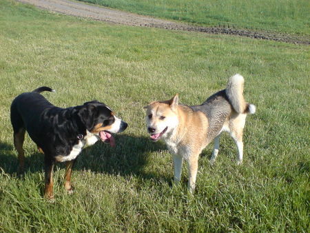 Grosser Schweizer Sennenhund Junior und Nalani(Akita Inu)