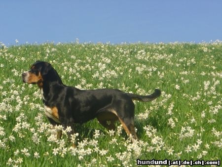 Grosser Schweizer Sennenhund Brina