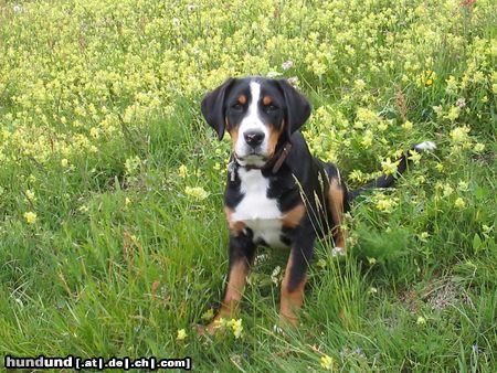 Grosser Schweizer Sennenhund Ich liebe grüne Wiesen....Eiger(Sammy) 4 Monate alt