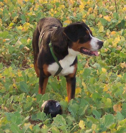 Grosser Schweizer Sennenhund Floyd grüsst seine Eltern + Geschwister