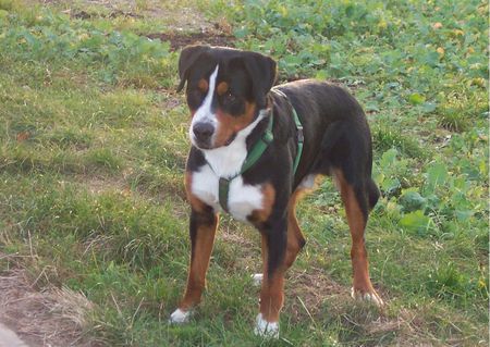 Grosser Schweizer Sennenhund Warten auf den Ball