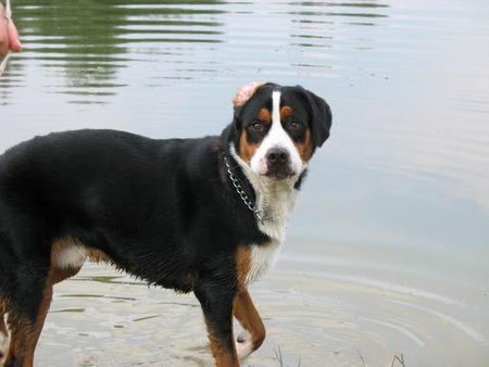 Grosser Schweizer Sennenhund Wasser-das noch immer geheimnisvolle Element