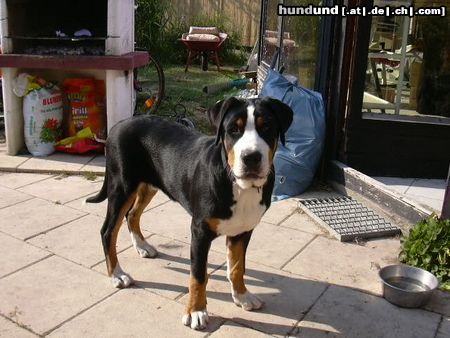 Grosser Schweizer Sennenhund Bommel 5 Monate