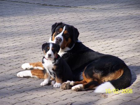 Grosser Schweizer Sennenhund Balou u. Bakira