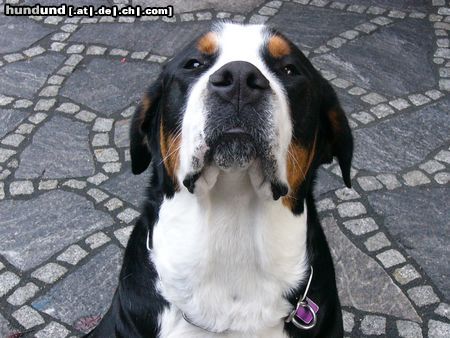 Grosser Schweizer Sennenhund Leo 16 Monate