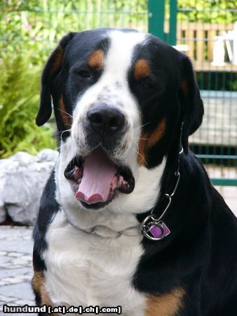 Grosser Schweizer Sennenhund Leo 16 Monate