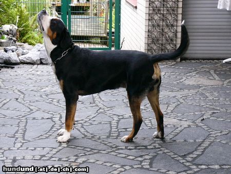 Grosser Schweizer Sennenhund Leo 16 Monate