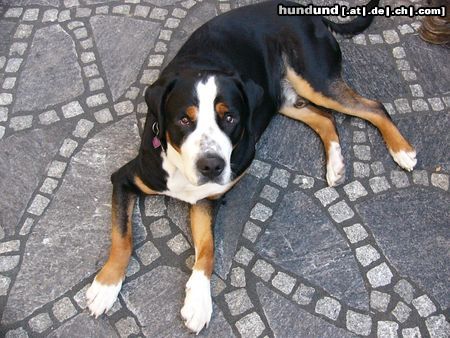 Grosser Schweizer Sennenhund Leo 15 Monate