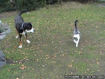 Grosser Schweizer Sennenhund Leo mit seinem Katzenfreund Mikesch