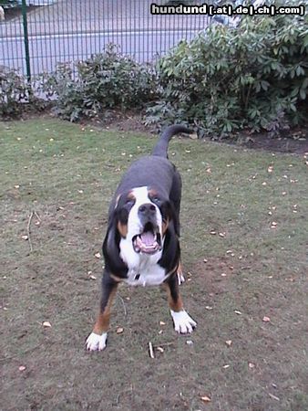 Grosser Schweizer Sennenhund Leo bellt (10 Monate)