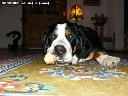 Grosser Schweizer Sennenhund Leo 1 Jahr alt