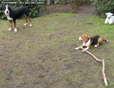 Grosser Schweizer Sennenhund Leo und sein Freund 