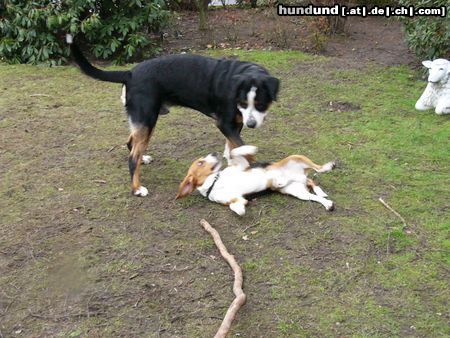 Grosser Schweizer Sennenhund Leo und sein Freund 