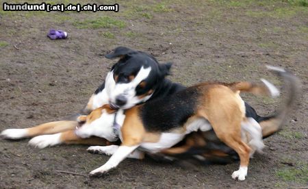 Grosser Schweizer Sennenhund Leo und sein Freund 