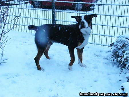 Grosser Schweizer Sennenhund Leo im Schnee