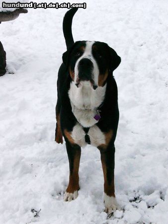 Grosser Schweizer Sennenhund Leo im Schnee