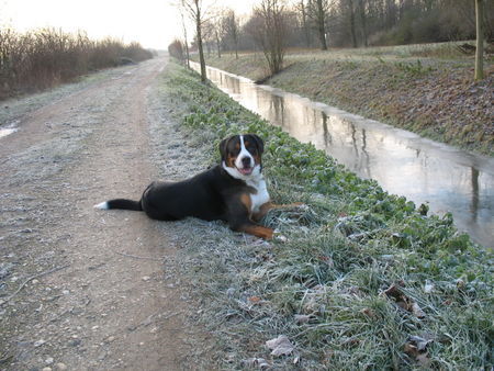 Grosser Schweizer Sennenhund Maddox wünscht allen die ihn kennen ein besinnliches Weihnachtsfest