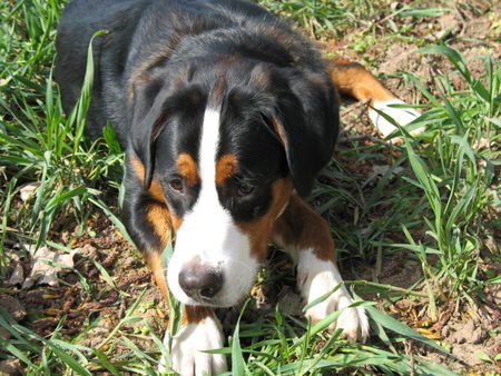 Grosser Schweizer Sennenhund Maddox wünscht allen die ihn kennen Frohe Ostern