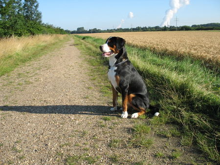 Grosser Schweizer Sennenhund Maddox,11 Monate alt