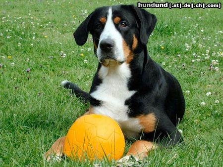 Grosser Schweizer Sennenhund Mein Ball