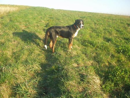 Grosser Schweizer Sennenhund Auf geht's