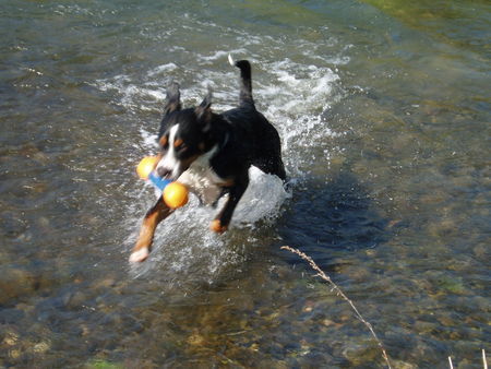 Grosser Schweizer Sennenhund ARGO