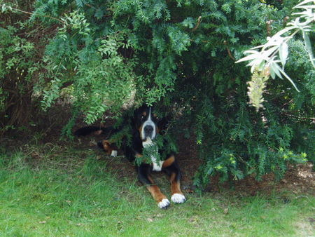 Grosser Schweizer Sennenhund Bob v. Sonnenborn