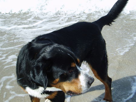 Grosser Schweizer Sennenhund Bob v. Sonnenborn an der Ostsee 2007