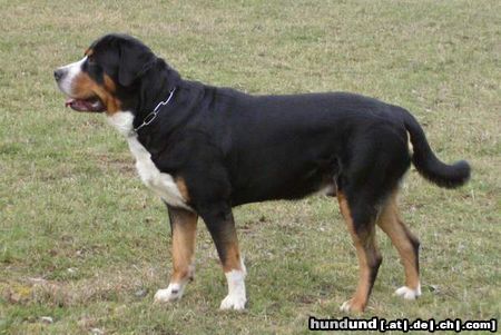 Grosser Schweizer Sennenhund Napoleon 