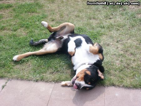 Grosser Schweizer Sennenhund Napoleon 