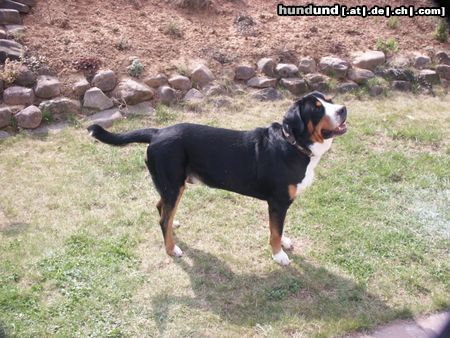 Grosser Schweizer Sennenhund Napoleon in Pose