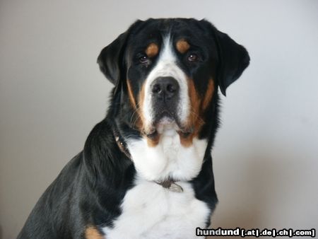 Grosser Schweizer Sennenhund Napoleon von Studerswilen