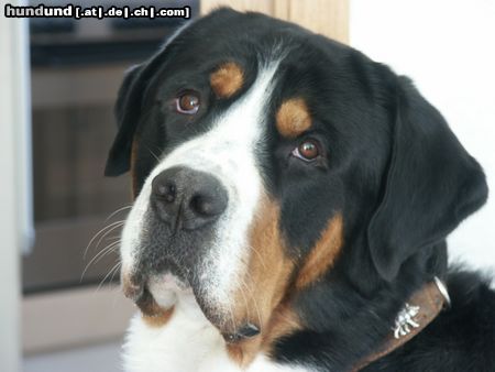 Grosser Schweizer Sennenhund Napoleon von Studerswilen